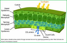 1.2), in the presence of sunlight, use carbon dioxide and water to synthesise carbohydrates (fig. What Areas Of The Leaf Does Photosynthesis Take Place The Most Quora