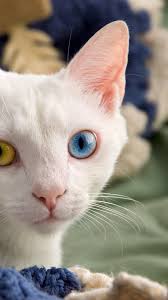 Cats Iphone 6 Plus Wallpaper 10824 Animals Iphone 6 Plus Wallpapers Animals Iphone 6 Plus Wallpapers Cats And Kittens Gorgeous Cats Cats