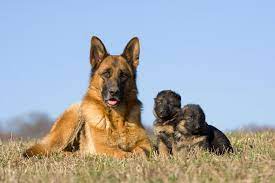 How Long Do German Shepherds Live Facts You Need To Know
