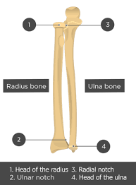 Radius, in anatomy, the outer of the two bones of the forearm when viewed with the palm facing all land vertebrates have this bone. Radius And Ulna Bones Anatomy Introduction