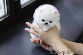 Shop sparkling deals at gearbest.com with free delivery. Pomeranian Dogs Rate