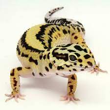 You obviously need at least one male and one female to start breeding leopard geckos. How To Breed Leopard Geckos 6 Steps Instructables