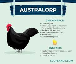 Black Australorp Chicken Egg Color Best Chickens For Eggs Eco Peanut Best Chickens For Eggs Chicken Facts Australorp Chicken