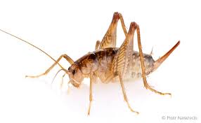 They also eat injured or dead ants. Camel Crickets Arrive In Lancaster County Local News Lancasteronline Com