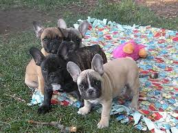 We strive to produce puppies that meet and hopefully exceed the akc standard in appearance & health with excellent pedigrees. Fresh Sweet French Bulldogs For Re Homing Oklahoma City For Sale Oklahoma City Pets Dogs