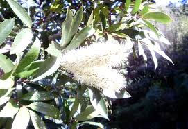 Image result for Cunonia capensis