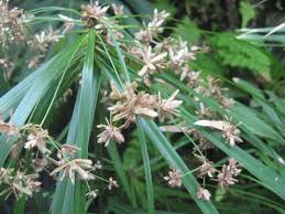 Image result for Cyperus amauropus