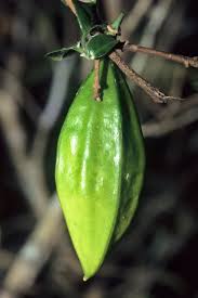 Image result for Schlechterina