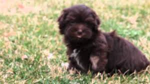 April first female white and black male white. Chocolate Havanese Puppy Oliver Youtube