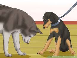 3 Ways To Train A Doberman Pinscher Wikihow