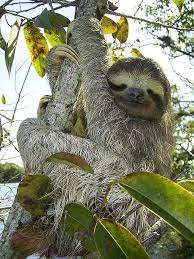 7 Amazing Facts About Sloths You Might Not Know Yet Three Toed Sloth Sloth Sloth Facts