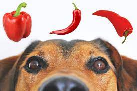 On november 13th, twitter user @twitersgoodboy6 captions a sopranos image cats can have a little salami (shown below, right). Can Dogs Eat Peppers Can Cats Eat Peppers Peppergeek
