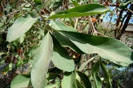 Image result for Cordia sinensis