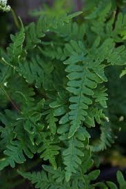Image result for Cheilanthes perlanata