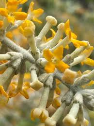 Image result for Buddleja madagascariensis