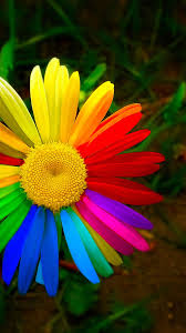 It is very popular to decorate the background of mac, windows, desktop or android device beautifully. Handy Wallpaper Hd Fur Samsung Barberton Ganseblumchen Blume Blutenblatt Natur Gerbera 11808 Wallpaperuse
