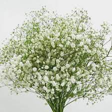 Gypsophila Excellence Bulk Pack Wholesale Flowers Gypsophila Mason Jar Crafts Diy