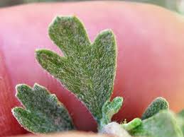 Image result for Polystachya bruechertiae