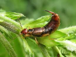 Maybe you would like to learn more about one of these? How To Get Rid Of Earwigs In House And Keep Them From Getting Back Inside How I Get Rid Of