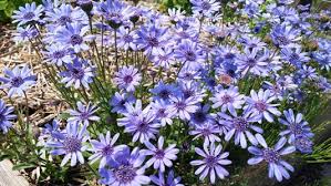 Image result for Felicia boehmii