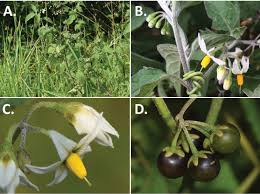 Image result for Solanum sp. B