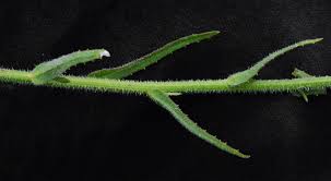 Image result for Wahlenbergia ericoidella