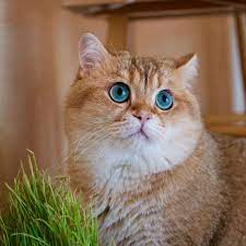 Hosico The Cat Is One Of The Most Beautiful Cats You Ll Ever See Cats Beautiful Cats Cute Cats And Kittens