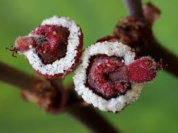 Image result for Euphorbia umbellata