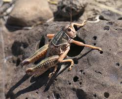 Image result for Brachychloa