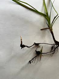 Image result for Cyperus nduru