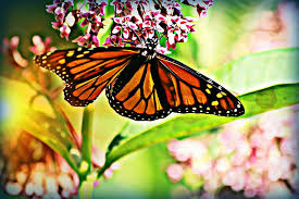 Check spelling or type a new query. Butterfly Monarch Wings Milkweed Light Plant Insect Bug Nature Animal Pxfuel