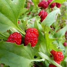 Graines D Epinard Fraise Chenopodium Capitatum Epinard Plante D Ornement Graine