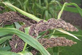 Image result for Echinochloa