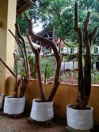 Dongkelan jalitri/mentaos, pohon jalitri liar, pohon jalitri dan anting putri, pohon mentaos, pohon mentaos liar, pohon bintaos,pohon mentaos di alam liar, pohon mentaos besar, halo sobat semua. Bonsai Jalitri Home Facebook
