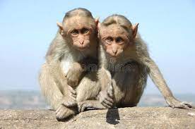 Maybe you would like to learn more about one of these? 3 029 Two Monkeys Photos Free Royalty Free Stock Photos From Dreamstime