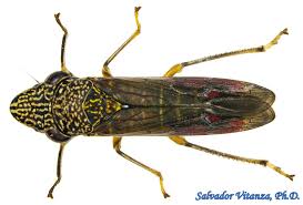 Image result for Alectra picta