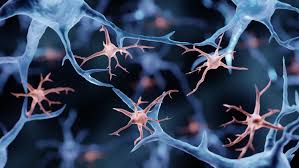 Image result for brain cell