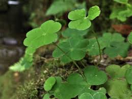Many wild plants are not only safe to eat — they're also delicious. Wood Sorrel Fairy Bells Wood Sour Cuckoo S Meat Oxalis Acetoslla
