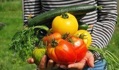 Comment Utiliser Le Sulfate De Magnesium Pour Avoir Un Jardin Magnifique Potager Astuce Jardinage Jardinage Potager