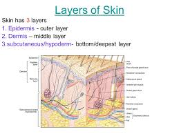 Hair follicles are small sacs lined with skin cells 1. The Integumentary System Components Skin Nails Hair Follicles Sebaceous Glands Oil And Wax Sweat Sudoriferous Glands Ppt Download