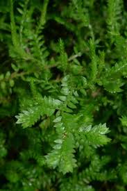 Image result for Selaginella congoensis