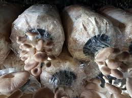 Cendawan kukur @ kulat sisir. Cara Tanam Cendawan Dengan Mudah Di Rumah Root Of Science