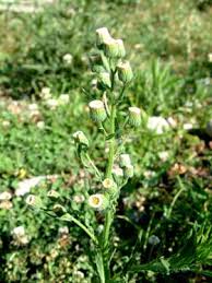Image result for Erigeron bonariensis