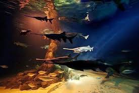 The Oklahoma Aquarium Some Call In The Jenks Aquarium Simply Because It S Located In Jenks Oklahoma Aquarium Bull Shark Shark Swimming