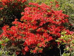 Image result for Azalea azaleas