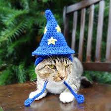 Cat Costumes All Your Insta Followers Will Love Hat For Cat Hats For Cats Crochet Cat