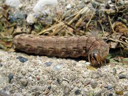 Caterpillar Id Noctua Pronuba Bugguide Net