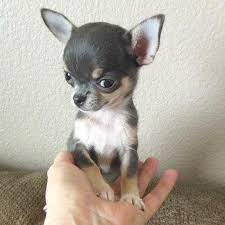 Teacup Chihuahua Chihuahua Teacup Teacupchihuahua Dog Dogs Smalldog Teacup Chihuahua Puppies Chihuahua Puppies Baby Chihuahua