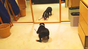Dogs Vs Mirrors Dogs Reaction In Front Of Mirror Funny Pets Youtube