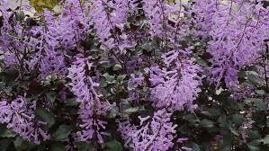 Drought resistant flowering plants northern california. Drought Tolerant Shade Perennials For Northern California Finegardening